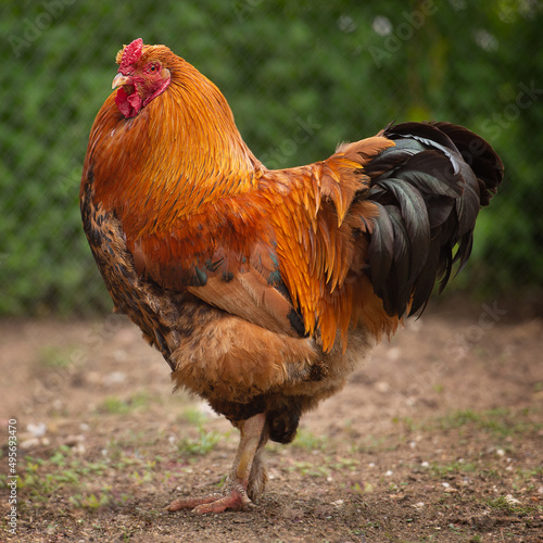 Rooster in the farm. Beauty farm animal