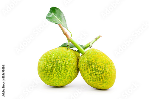 Young green jackfruit, a tropical plant in Asia. for cooking and dessert isolated on a white background