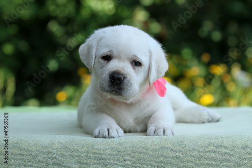 the sweet nice yellow labrador puppy on the green background