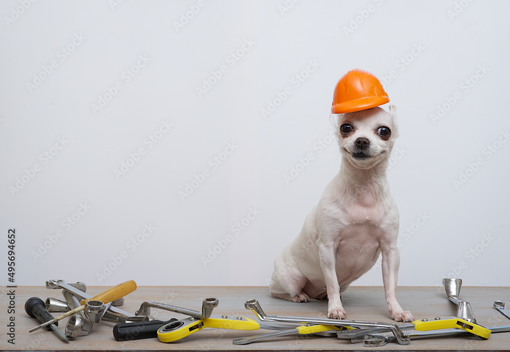 Chihuahua helmet sales
