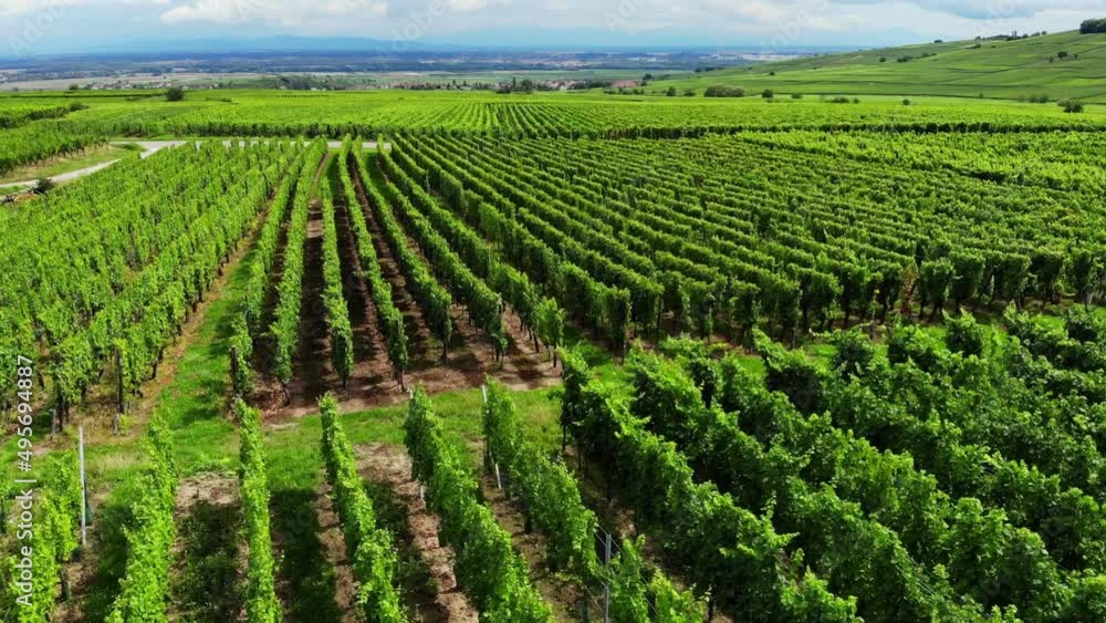 Rows of plants at vineyard, aerial shot, camera fly low over fields. Large area cultivated for grapevine, green landscape all around. Famous by production of wine, Alsace area at Grand Est, France Rows of plants at vineyard, aerial shot, camera fly low over fields. Large area cultivated for grapevine, green landscape all around. Famous by production of wine, Alsace area at Grand Est, France