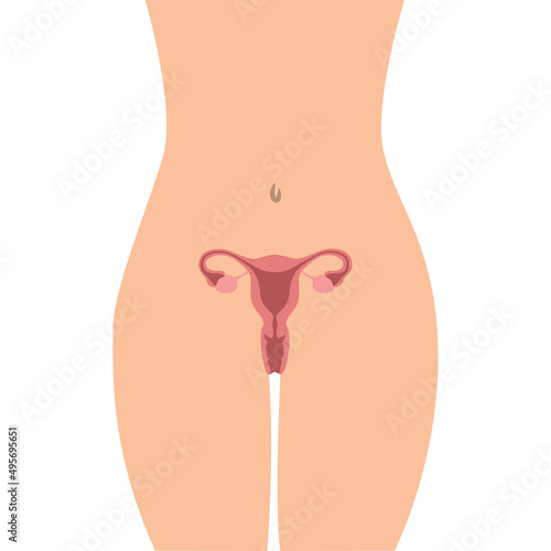 female body reproductive system women uterus ovary