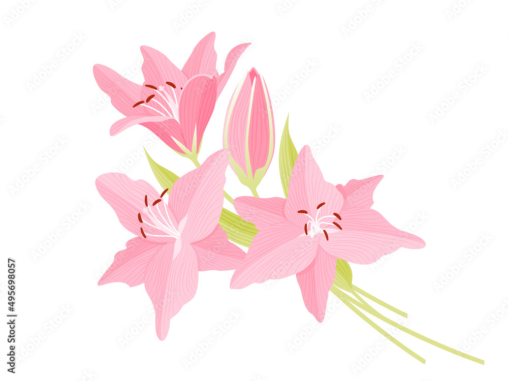 Flower background with pink beautiful lilies. Lilly vector illustration