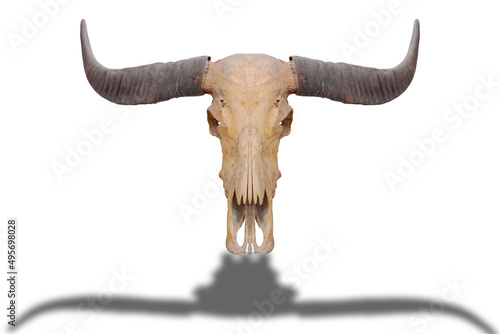 Skull, dead buffalo, skull, old, black, horn, isolated from the background clipingpart