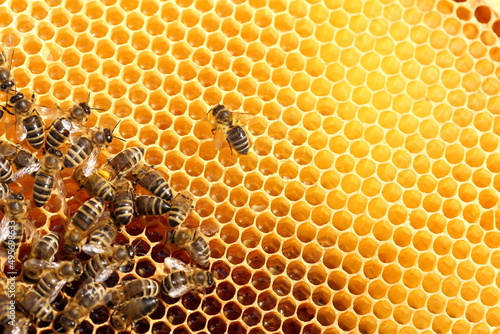 Honigbiene auf der Wabe