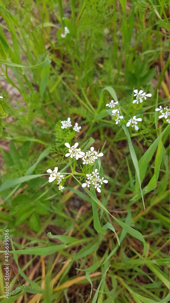 Fleurs des champs de bords de chemins Fleurs des champs de bords de chemins