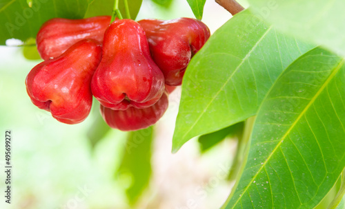 Rose apple, bright red fruit on a tree in a garden, Thailand, on a blurry natural background.