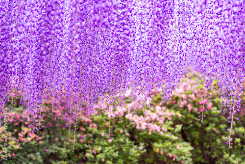 藤の花　Wisteria flowers