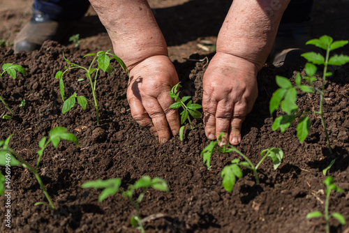 In the spring season, close-up, the chubby hands of an elderly woman transplant tomato seedlings with their bare hands on open ground, covering small green tomato bushes with earth.