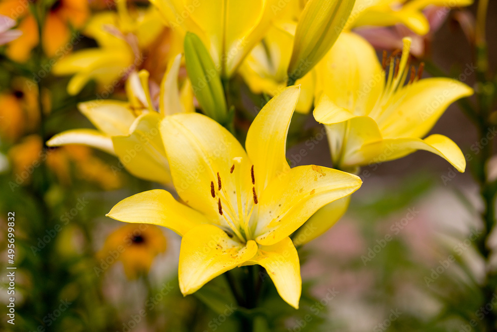 Garden flower yellow lily macro photography on a summer day. Garden lily close-up garden photo. Asian Lily yellow county Garden flower yellow lily macro photography on a summer day. Garden lily close-up garden photo. Asian Lily yellow county