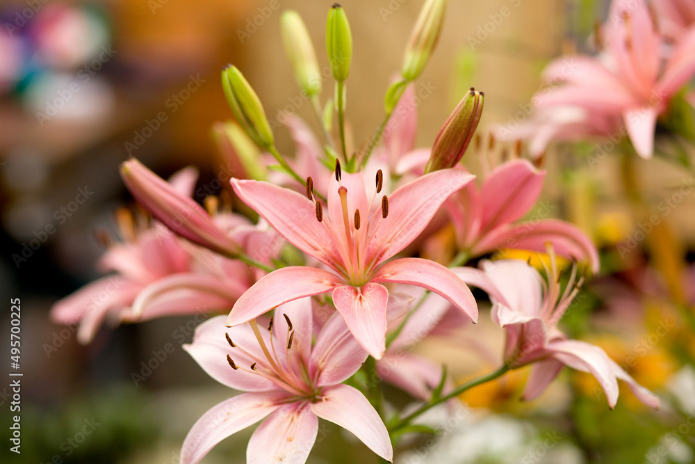 Fototapeta premium Garden flower daylily pink macro photography on a summer day. Garden lily close-up garden photo. Pink lily