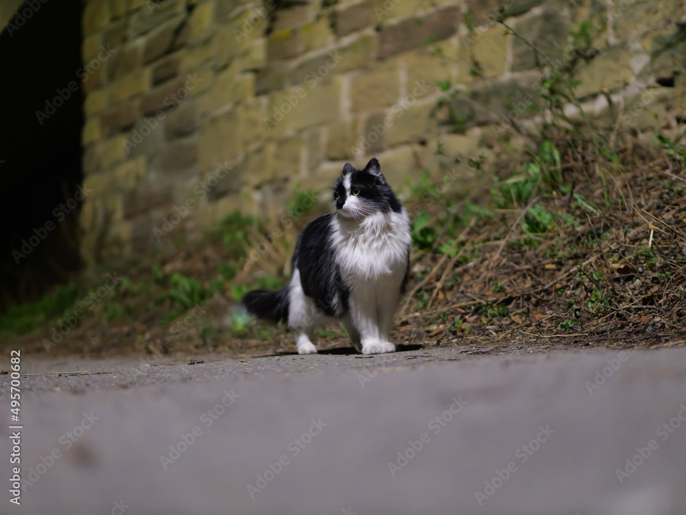 Obraz premium The sweet night wandering cat