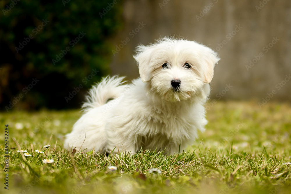 Bébé chien femelle coton de tulear Bébé chien femelle coton de tulear
