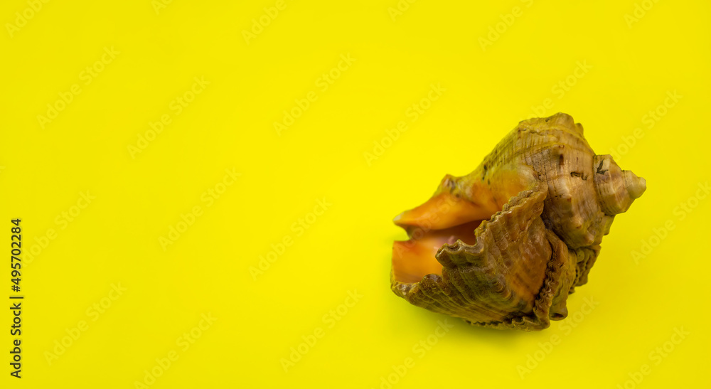 A shell on a dark background. Macro photography.
Close-up concept, background, design. A shell on a dark background. Macro photography.
Close-up concept, background, design.