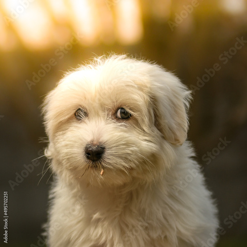 Bébé chien femelle coton de tulear photo