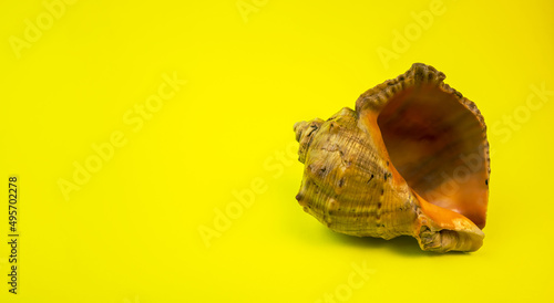 A shell on a dark background. Macro photography. Close-up concept, background, design.