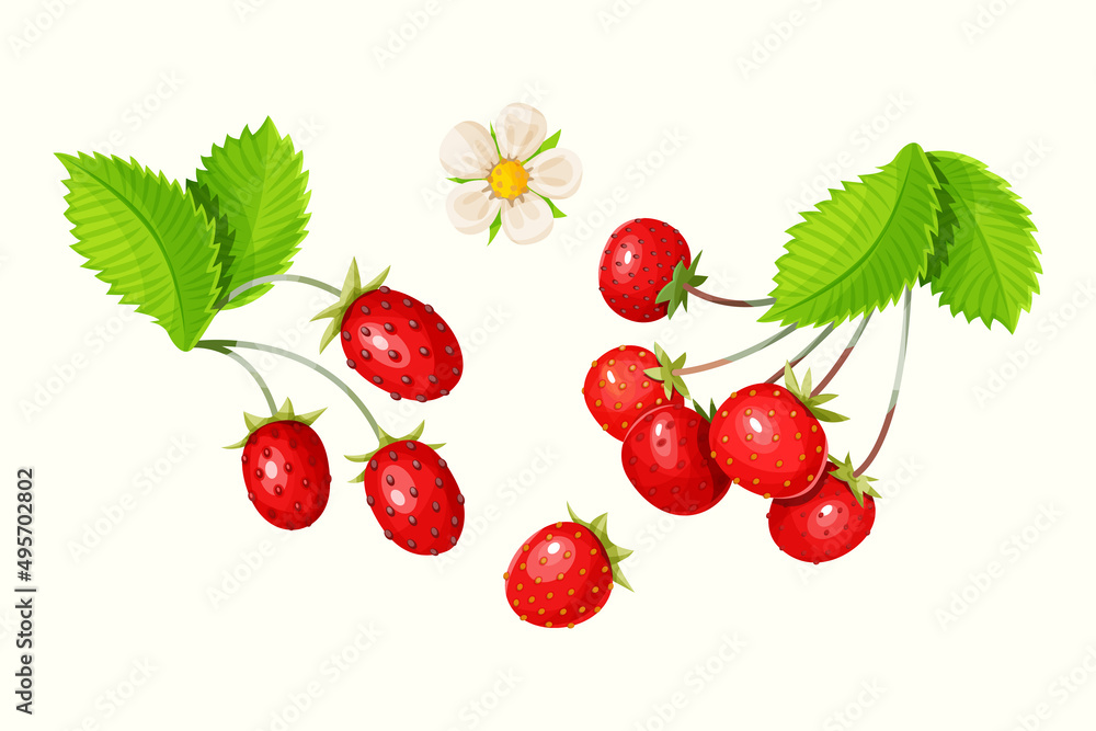 Vector set of strawberry with leaves and flower isolated on a white background. Vector set of strawberry with leaves and flower isolated on a white background.