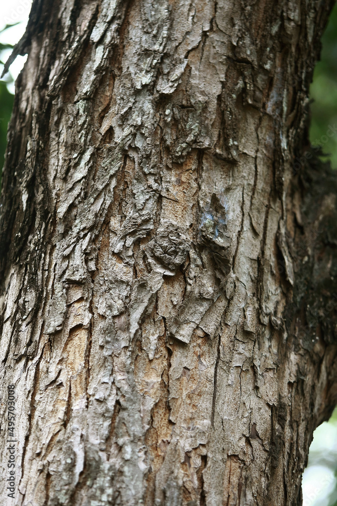 Wooden Bark in the garden , Close up Texture Wooden Bark in the garden , Close up Texture