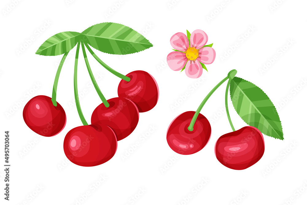 Vector set of cherry with leaves and flower isolated on a white background. Vector set of cherry with leaves and flower isolated on a white background.