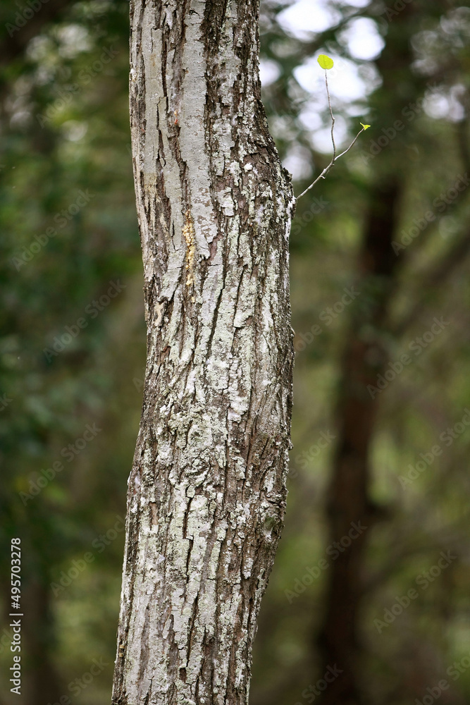 Wooden Bark in the garden , Close up Texture