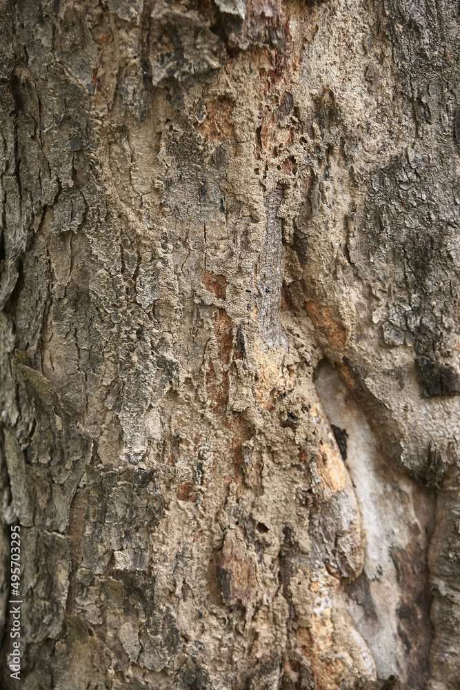 Wooden Bark in the garden , Close up Texture Wooden Bark in the garden , Close up Texture