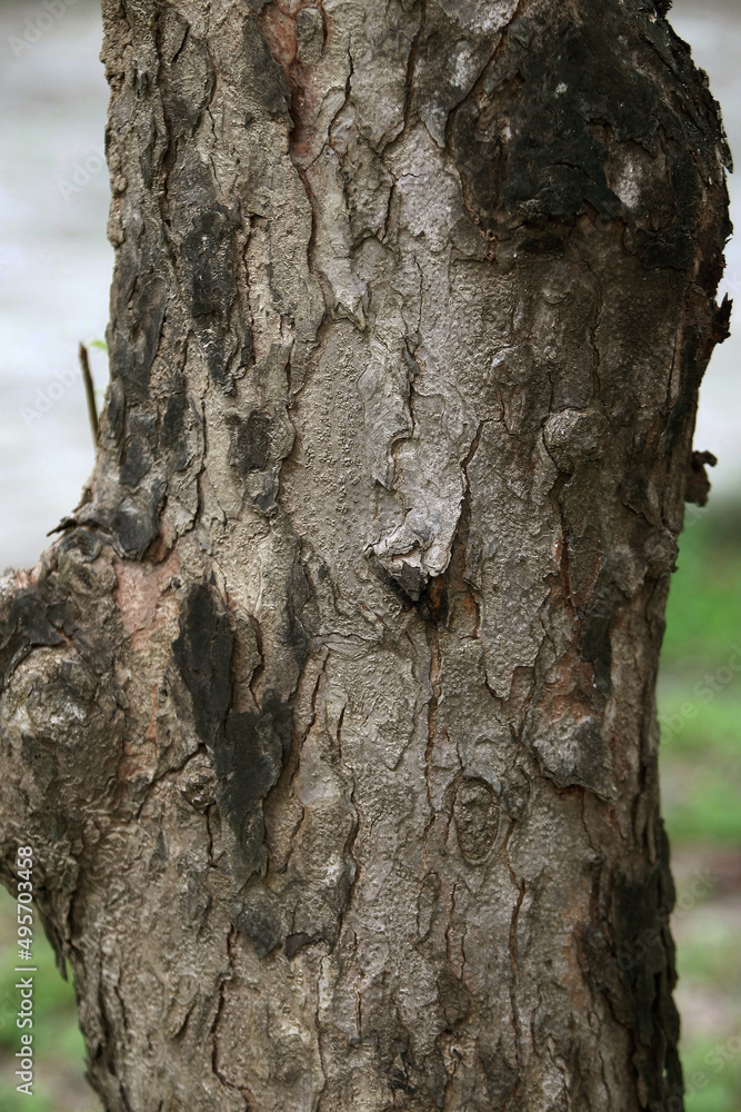 Obraz premium Wooden Bark in the garden , Close up Texture