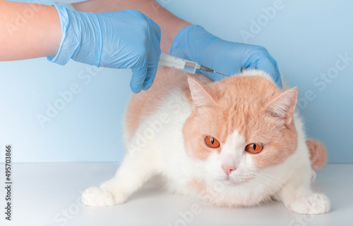 Obraz na plátně A doctor in blue gloves gives an injection to a domestic cat Scottish Straight