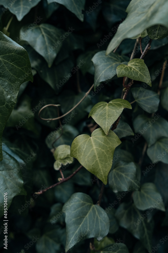 Background of green leaves that give a spring mood Spring in the city. Natural wall Background of green leaves that give a spring mood Spring in the city. Natural wall