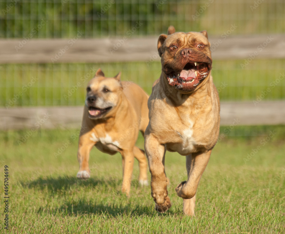 French Mastiff  Bulldog dogs running in grass