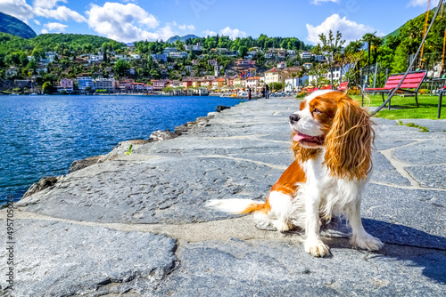 Urlaub mit Hund, Ascona, Sc...