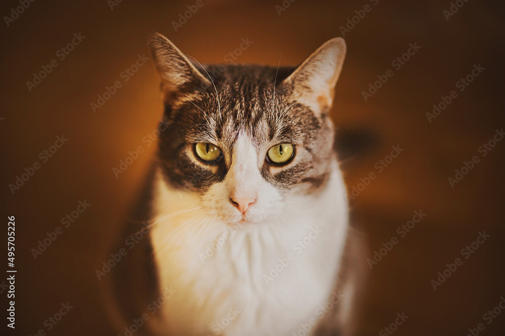 Portrait of a beautiful domestic tabby cat close-up. A beloved pet looks up at its owner. View from above. Portrait of a beautiful domestic tabby cat close-up. A beloved pet looks up at its owner. View from above.