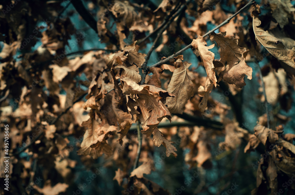 Dry twisted oak leaves on the branches. Blue dark blurred sky background. Depressed autumn landscape. Dry twisted oak leaves on the branches. Blue dark blurred sky background. Depressed autumn landscape.
