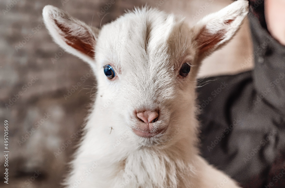 Obraz premium Cute little white goat looks at the camera. Funny pets.