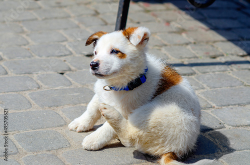 Little cute white dog with red spots basking in the sun. Pets. Blue collar. © romankrykh