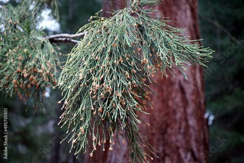 Closeup of giant sequoia branches in a forest in the daylight with a blurry background