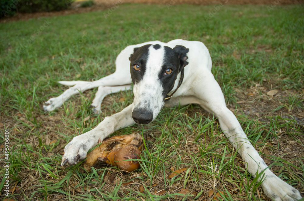 Greyhound dog with large
 bone