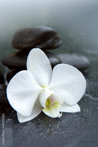 Fototapeta Naklejka Na Ścianę i Meble -  White orchid flower and stone with water drops isolated