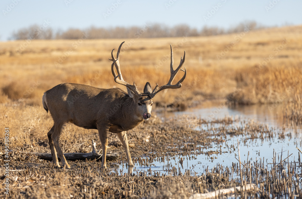 Buck Mule Deer in Autumn in Colorado Buck Mule Deer in Autumn in Colorado