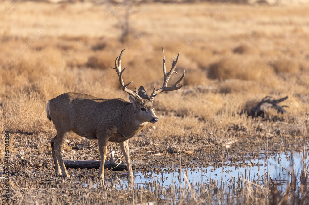 Fototapeta premium Buck Mule Deer in Autumn in Colorado
