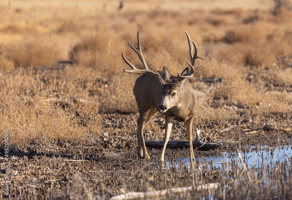 Fototapeta premium Buck Mule Deer in Autumn in Colorado
