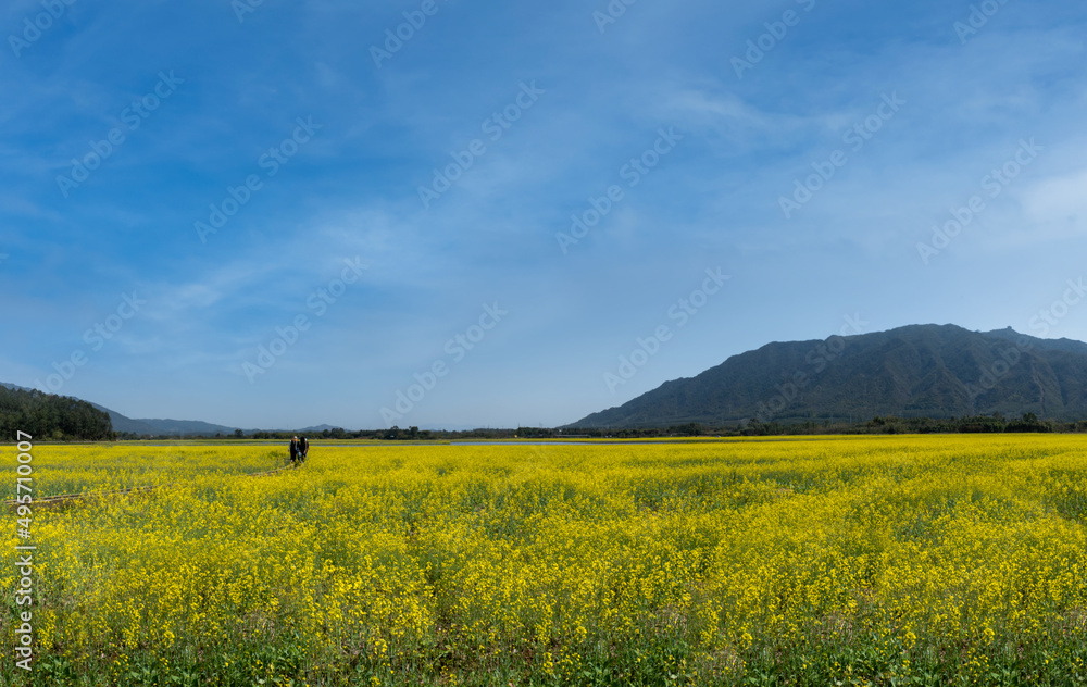 Canola flower field scenery in spring sunshine