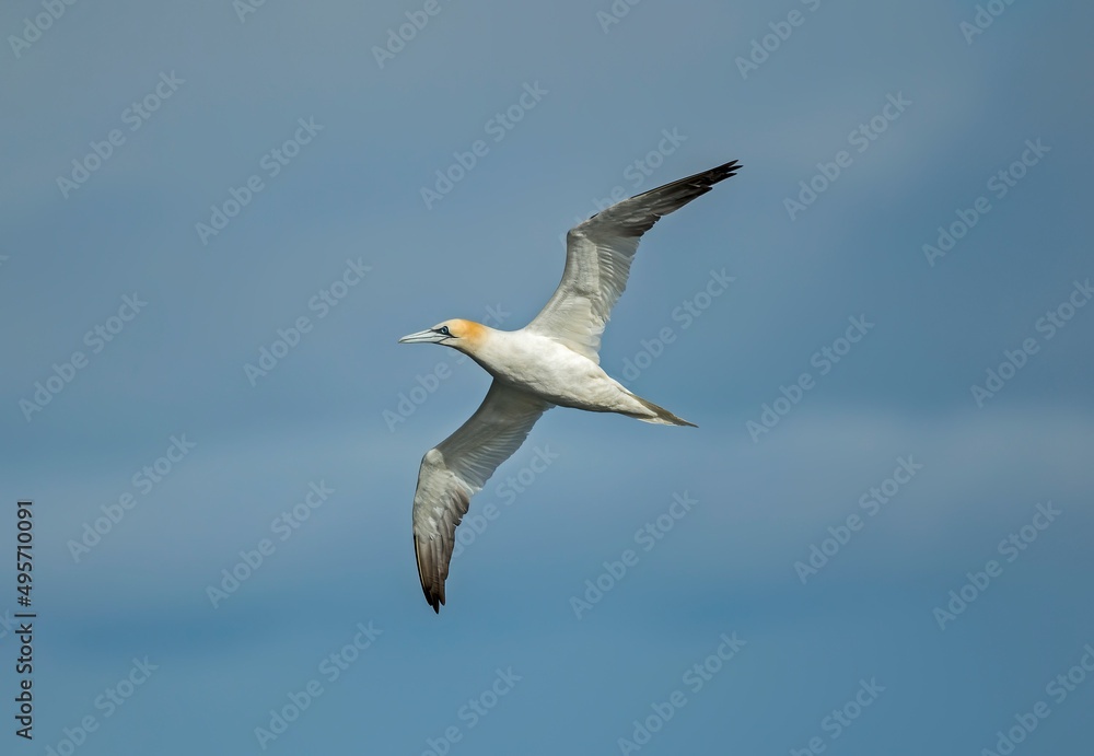 Gannet juvenile flying, close up, in front of a blue sky in Scotland in the summer time Gannet juvenile flying, close up, in front of a blue sky in Scotland in the summer time