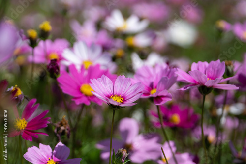 Galsang flower in sunny spring © henvryfo