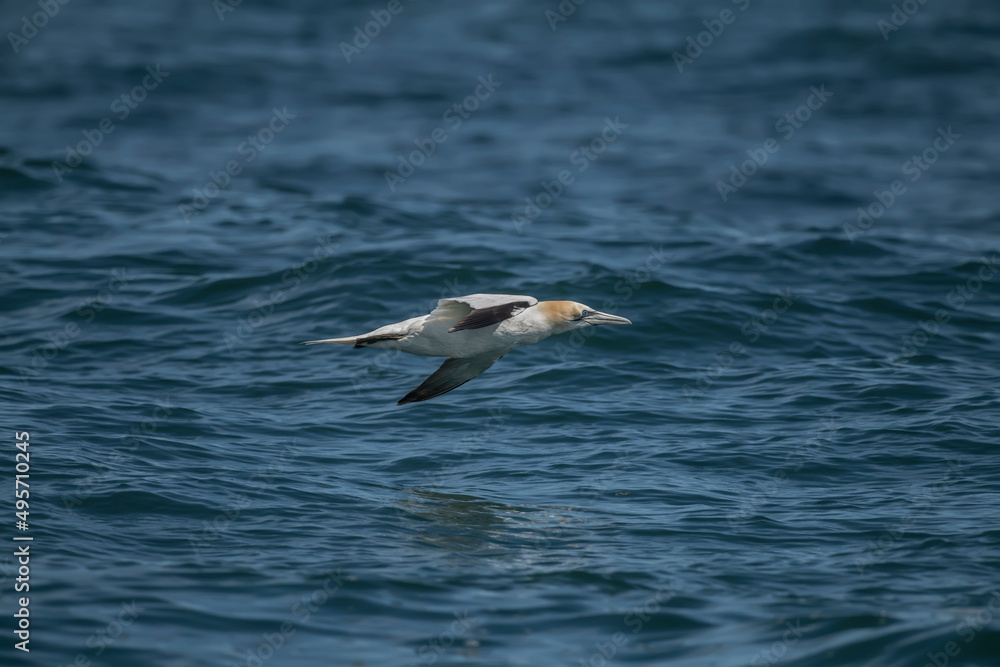 Gannet juvenile flying, close up, over the sea in Scotland in the summer time Gannet juvenile flying, close up, over the sea in Scotland in the summer time