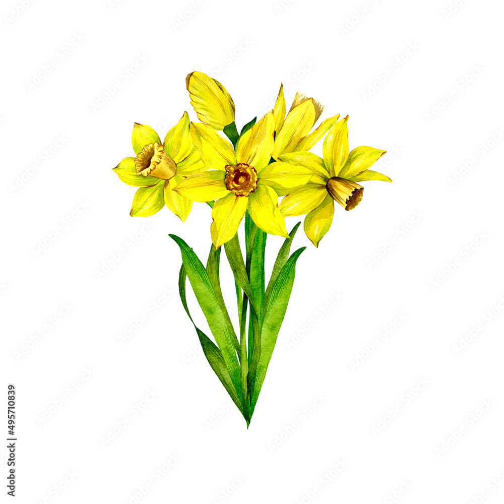 Watercolor illustration of Narcissus. Hand drawn spring flower Daffofil.
