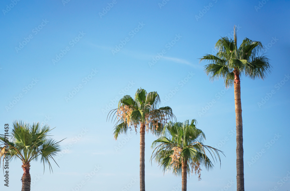Upward view of a group of tall palm trees against a blue sky