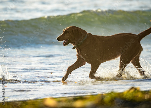 Bloodhound dog play, run and splash on Ocean Beach, CA shoreline