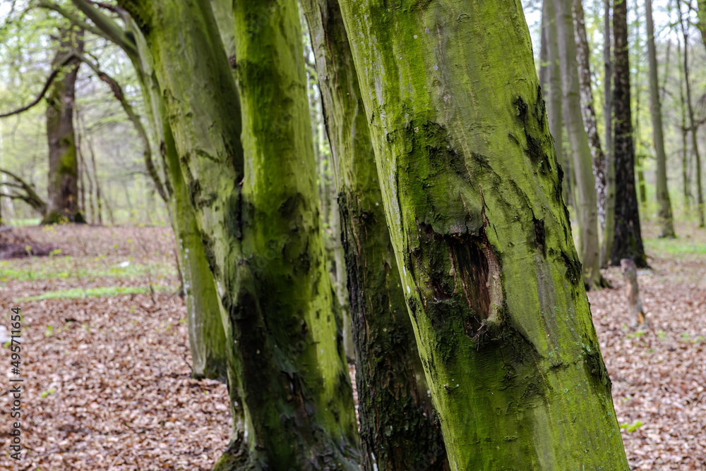 Bark of spring tree texture with free space for text Bark of spring tree texture with free space for text