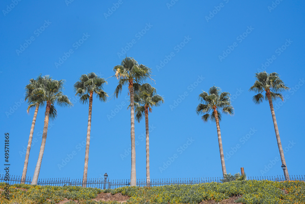 Obraz premium Upward view of a group of tall palm trees against a blue sky