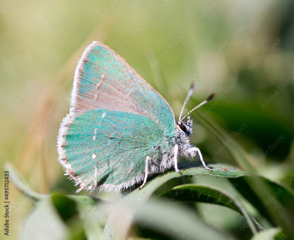 Obraz premium Coastal Green Hairstreak A.K.A. Bramble Green Hairstreak. Point Arena, Mendocino County, California, USA.